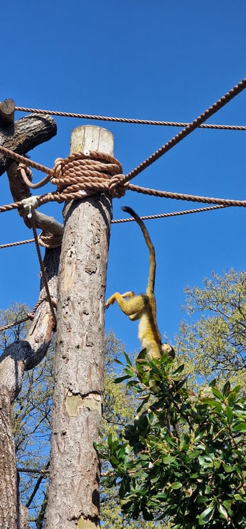 Monkey in the Middle