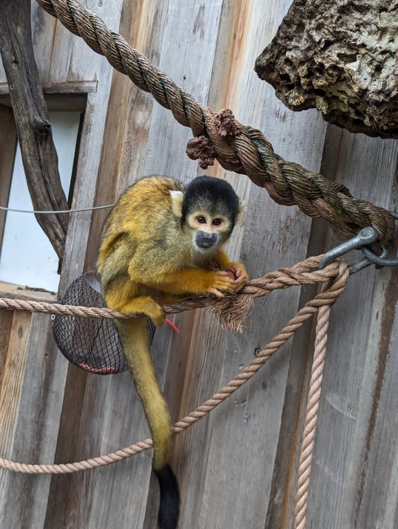 Monkey in the Middle