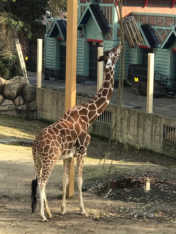 ZOO Antwerpen