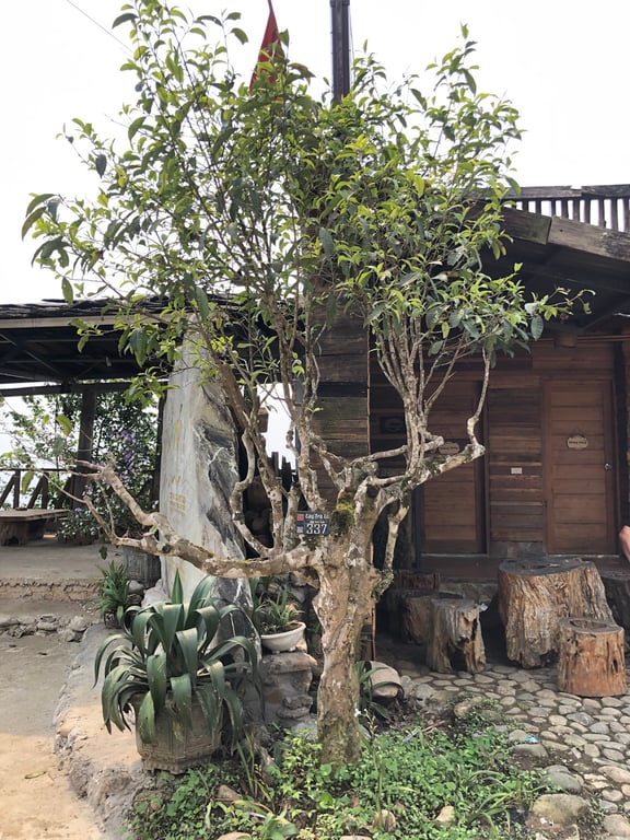 Không gian văn hóa trà Suối Giàng