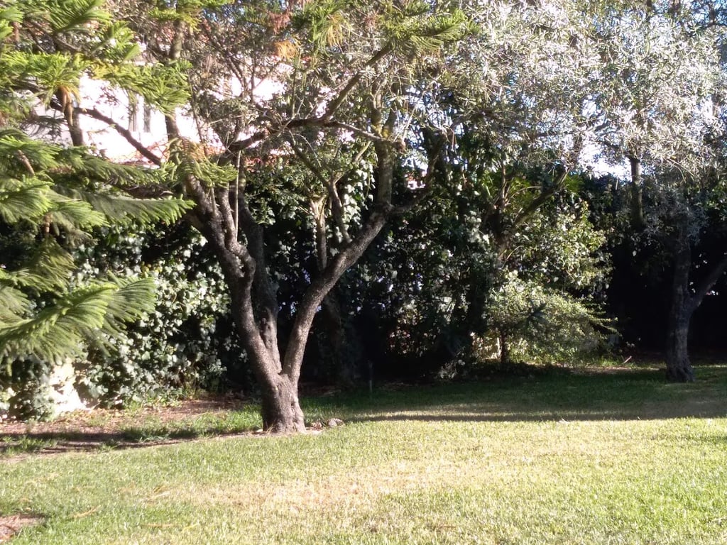 Azeitão Zen
