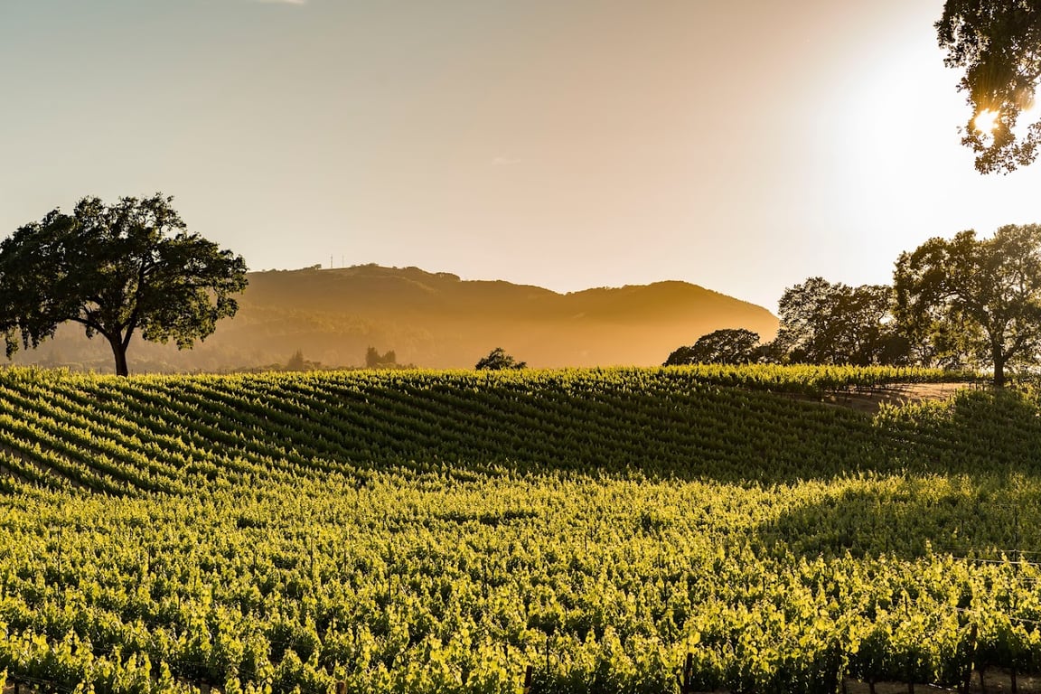 B.R. Cohn Winery & Olive Oil Company