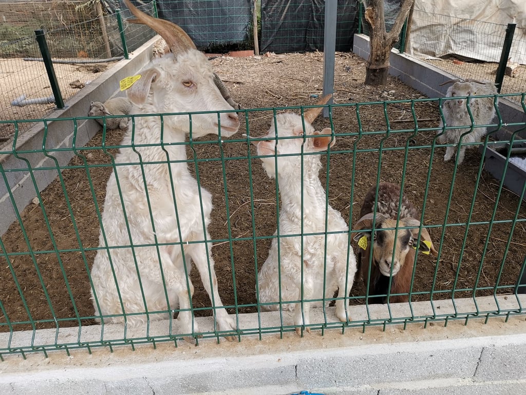 Cantinho dos Burros - Quinta Pedagógica