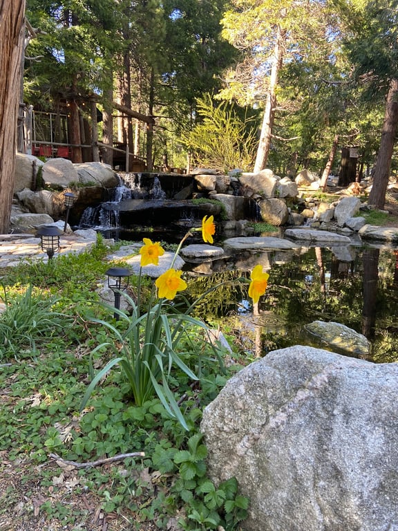 Arrowhead Pine Rose Cabins