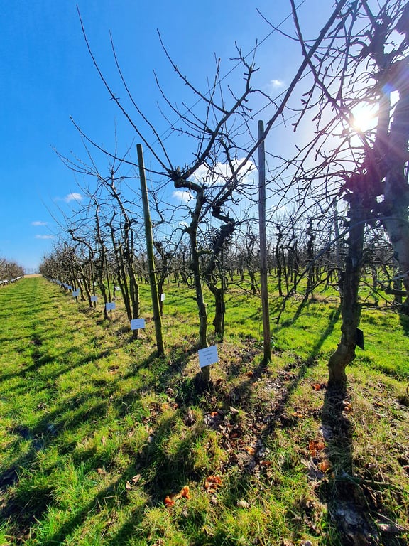 Landgoed de Olmenhorst