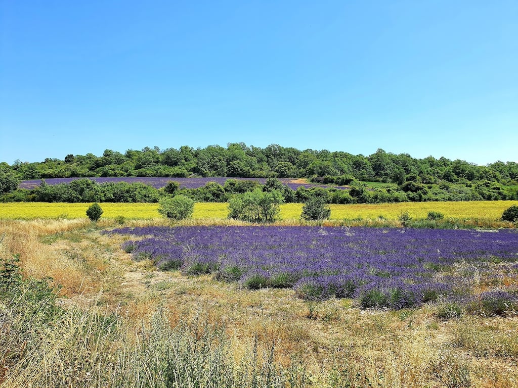 Pet Friendly Home In Sainte Croix--lauze With Private Swimming Pool, Can Be Inside Or Outside