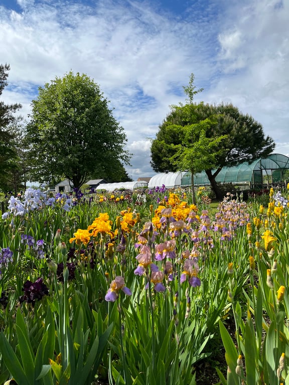 Sunlit Irises