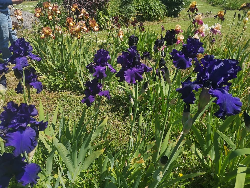 Sunlit Irises