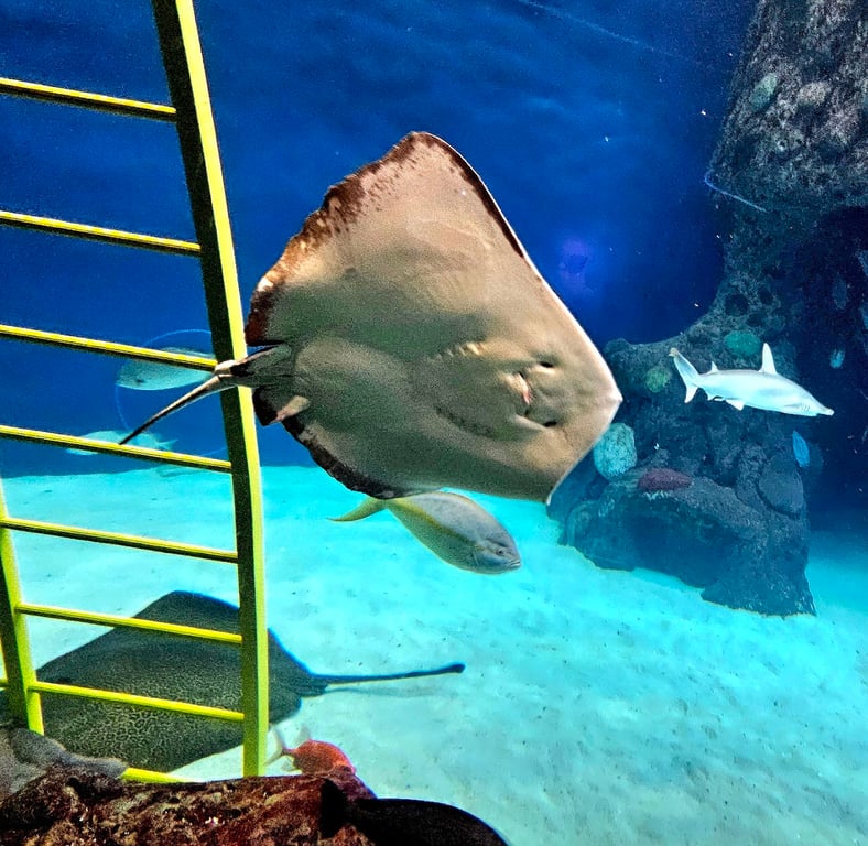 Florida Aquarium