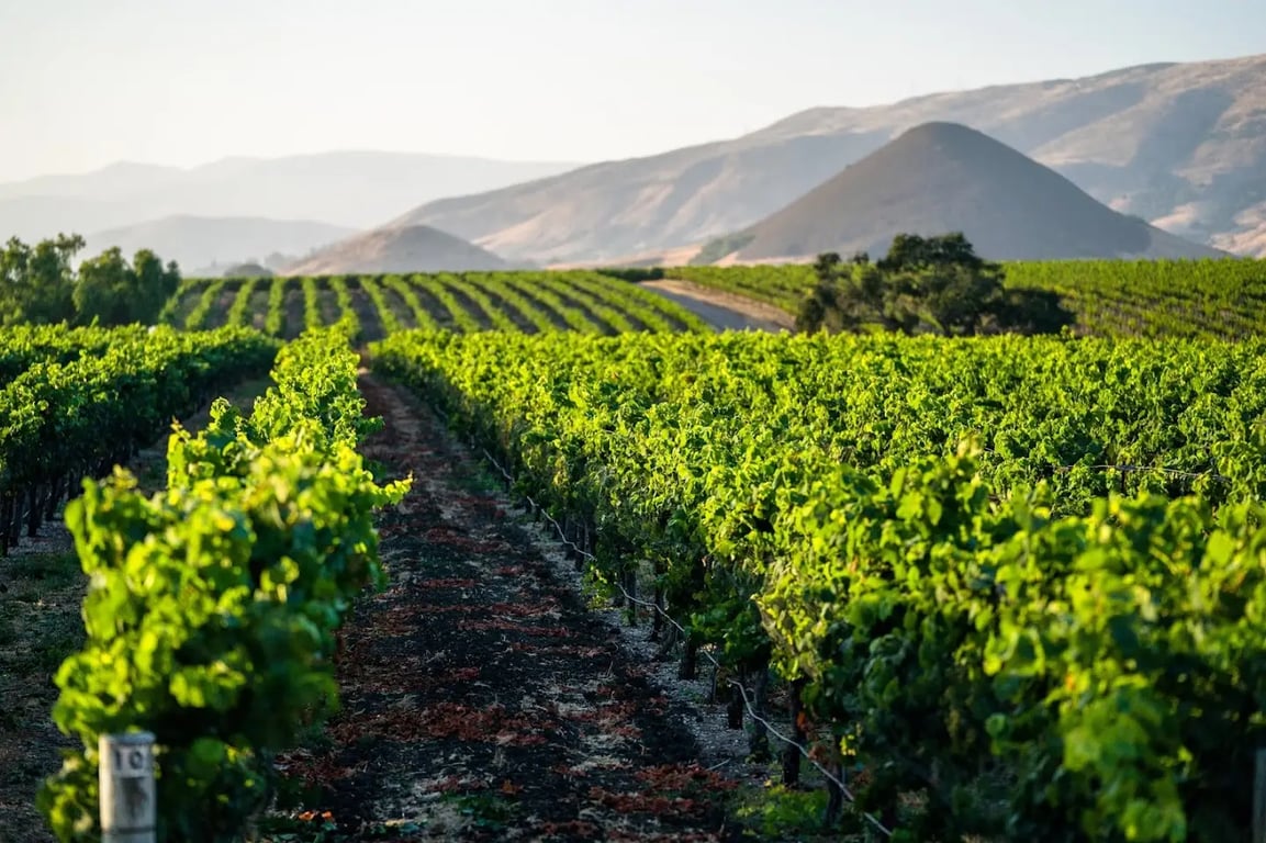 Biddle Ranch Vineyard