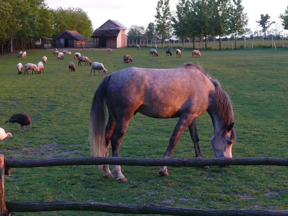 Szász tanya