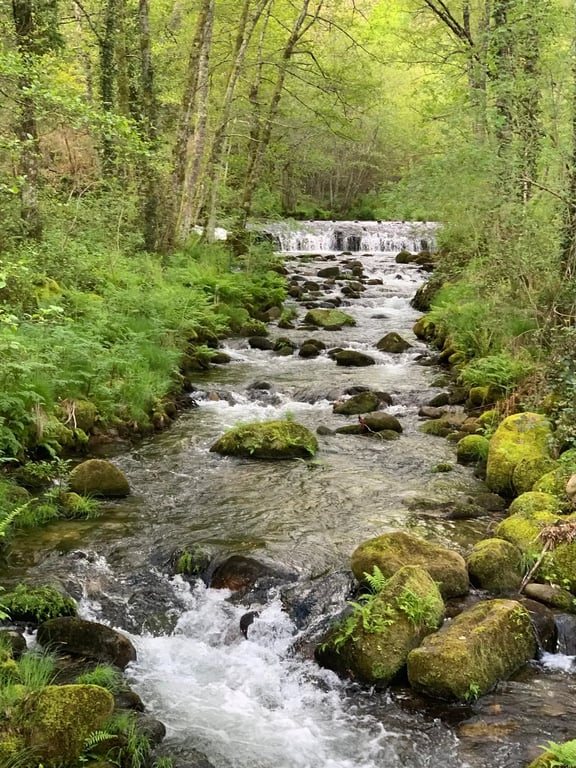 Tojeira