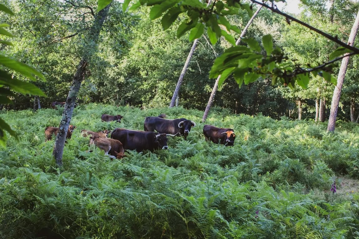 Tojeira