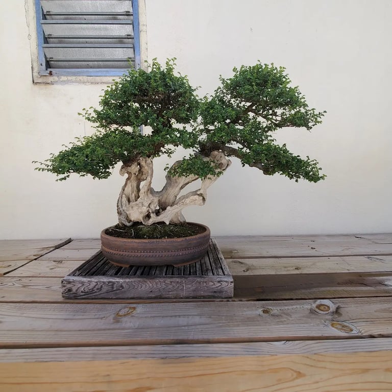 National Arboretum