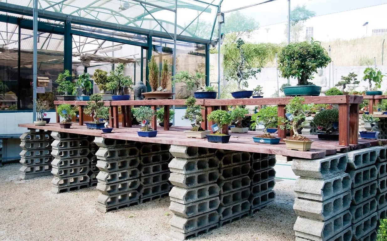 Bonsai Bliss