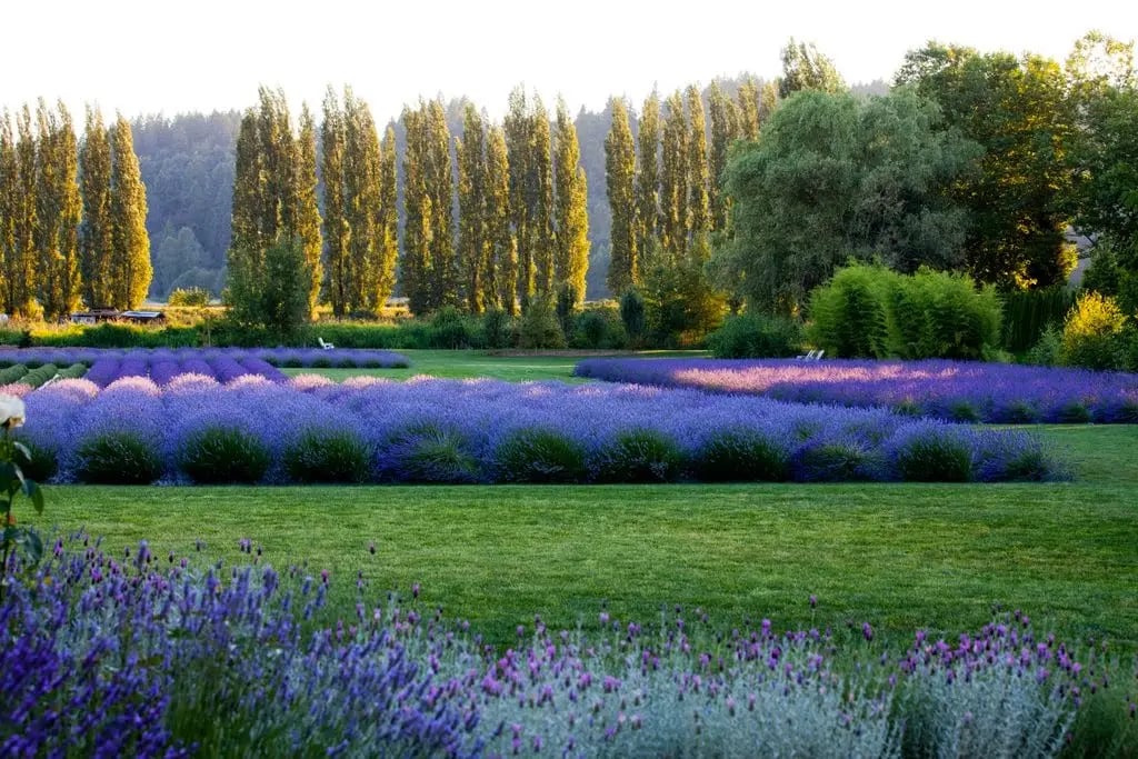 Woodinville Lavender