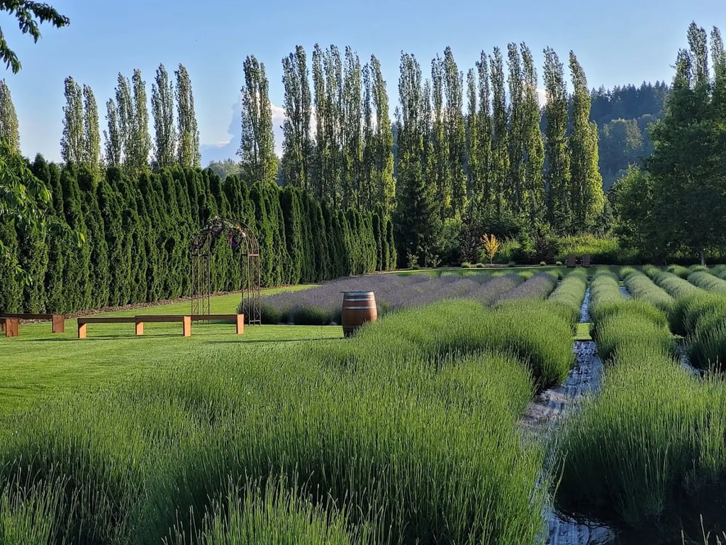 Woodinville Lavender