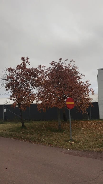 FMF Gymnasium
