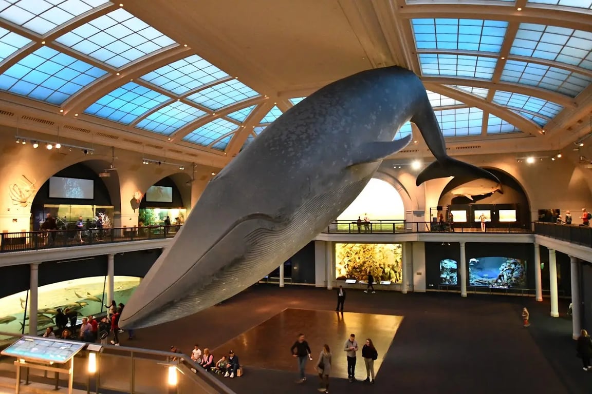 American Museum Of Natural History