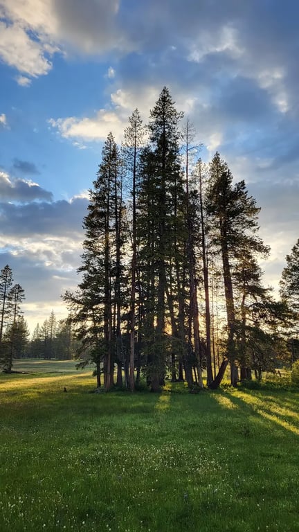 Mitchells Meadows