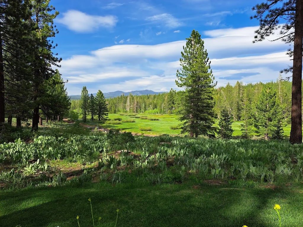 Mitchells Meadows
