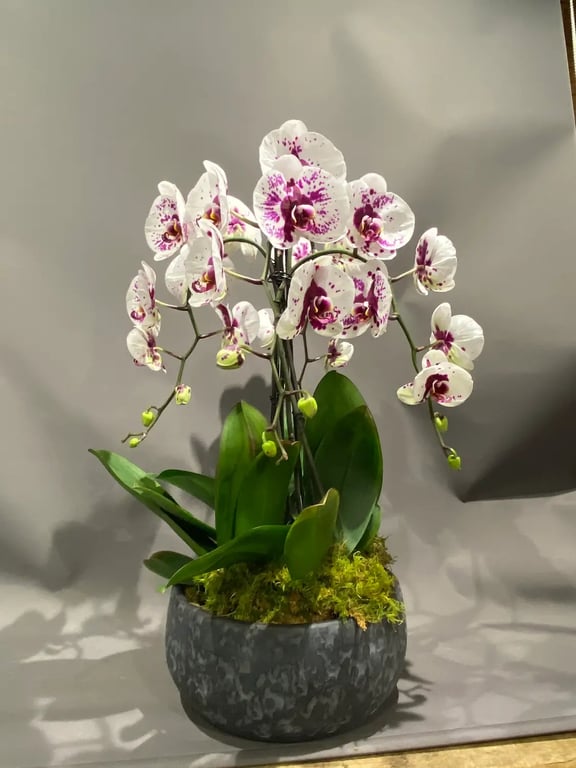 Jewel Orchid