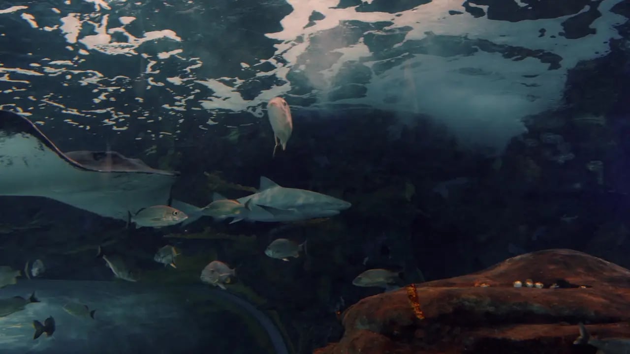 Ripley's Aquarium of Canada