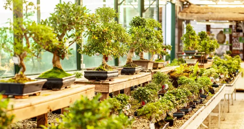 Bonsai Bliss