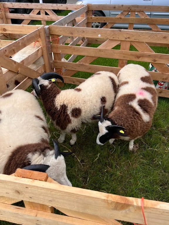 Clonmel Show