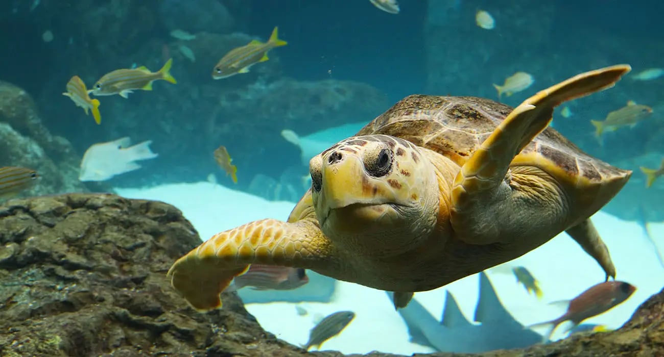 Florida Aquarium