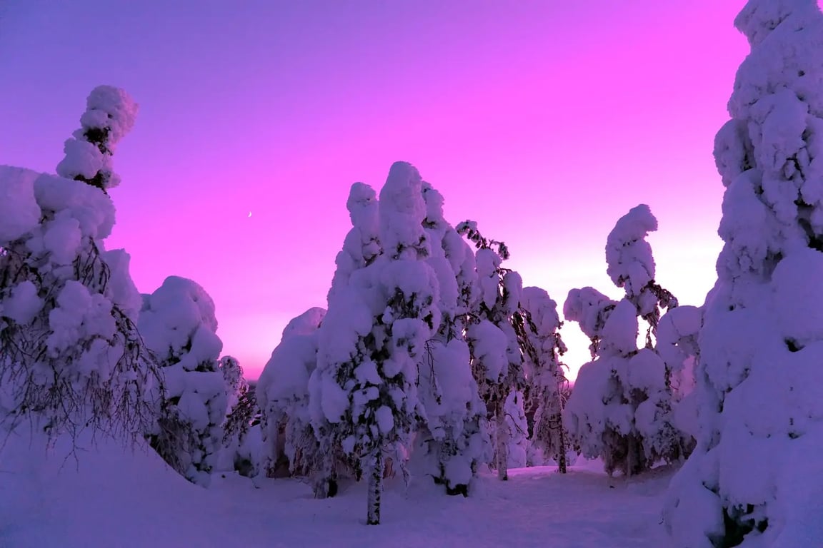 Taiga School