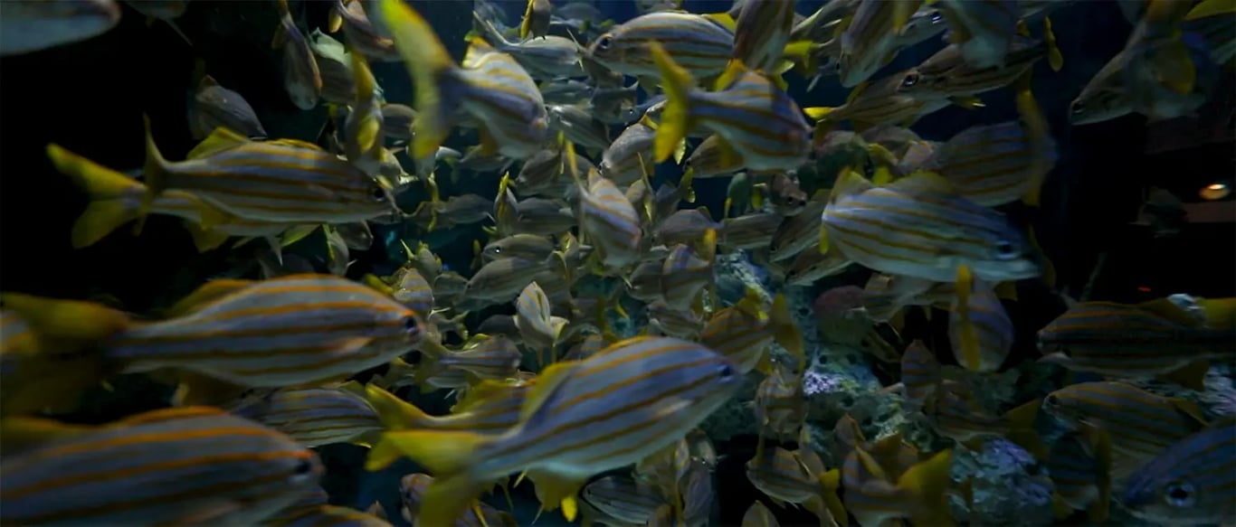 New England Aquarium