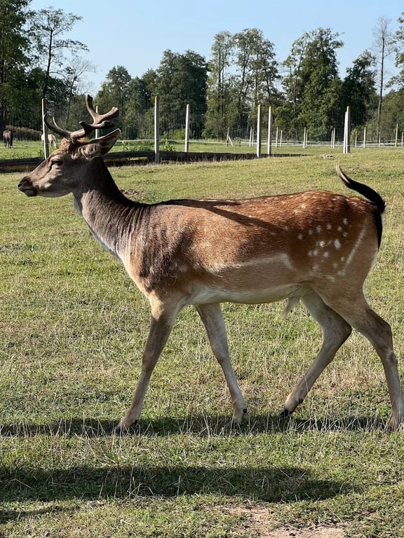 Farma Ciepielewo
