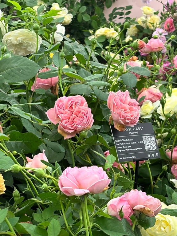 Chelsea Flower Show