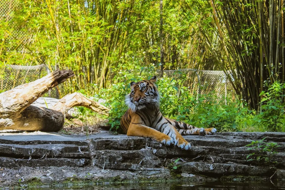 Jacksonville Zoo and Gardens
