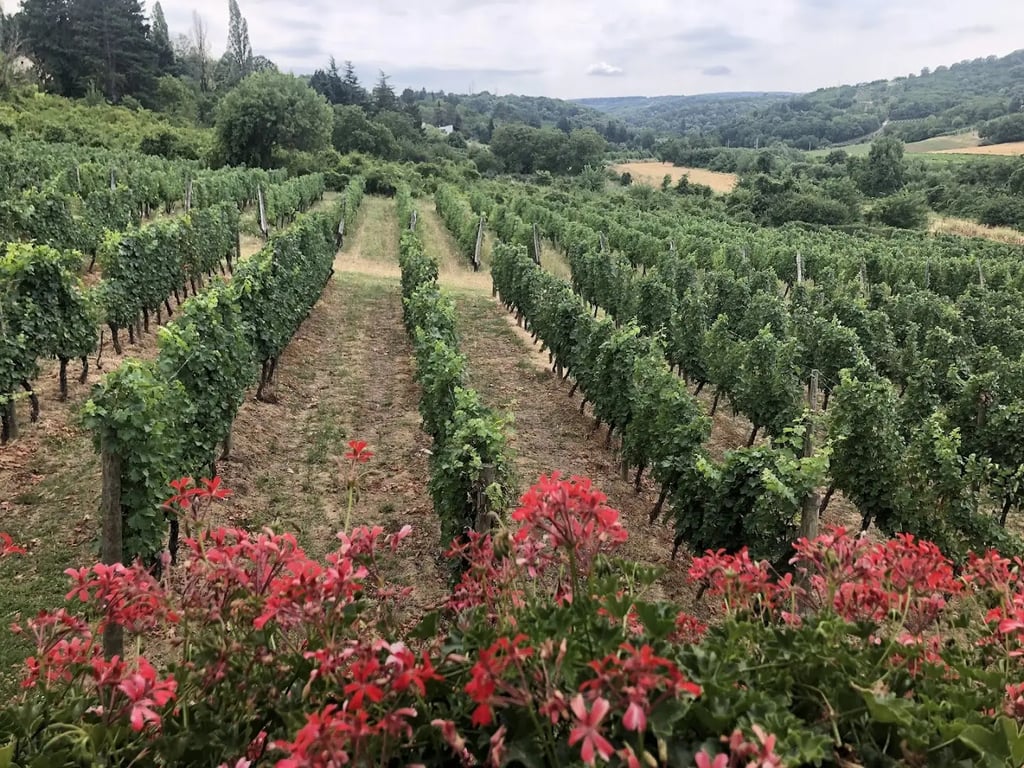Winery Veritas Čukovic