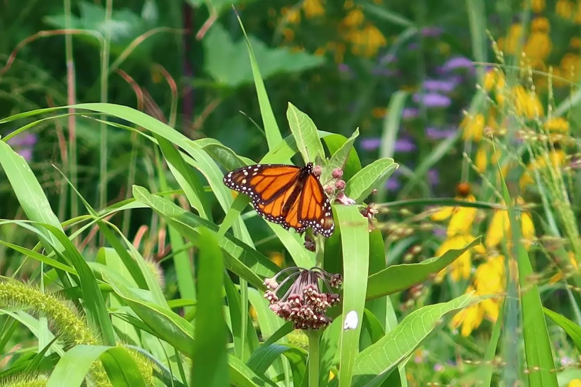 The Peggy Notebaert Nature Museum