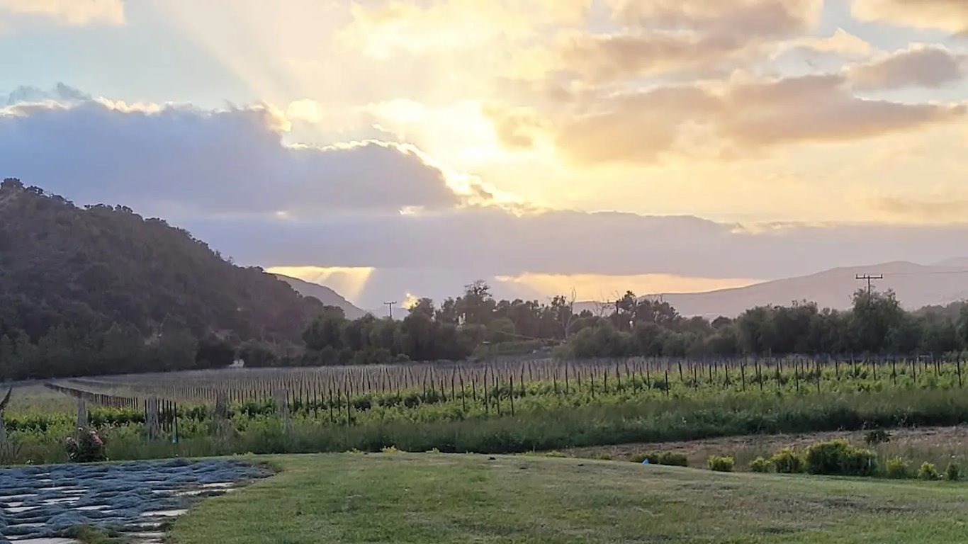 Lavender Oak Vineyard