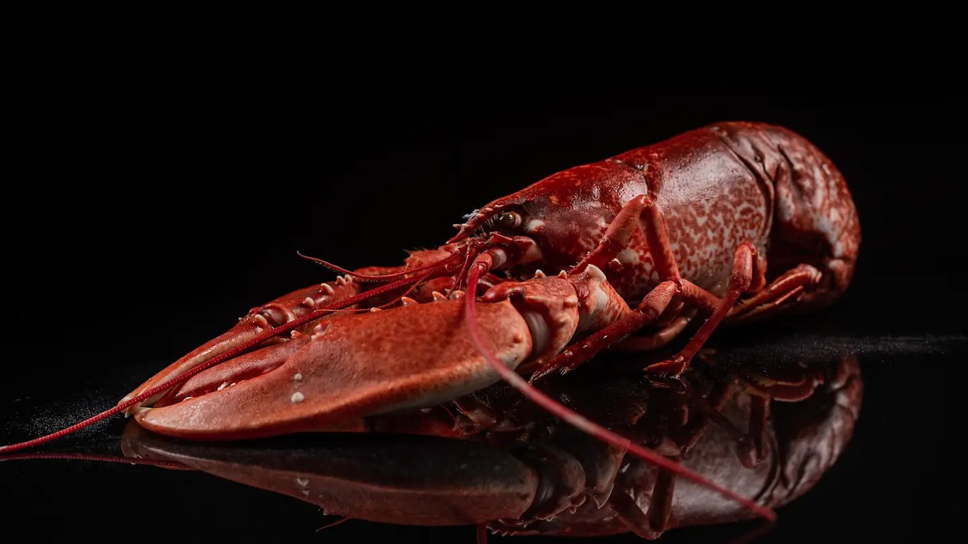 Lobstar
