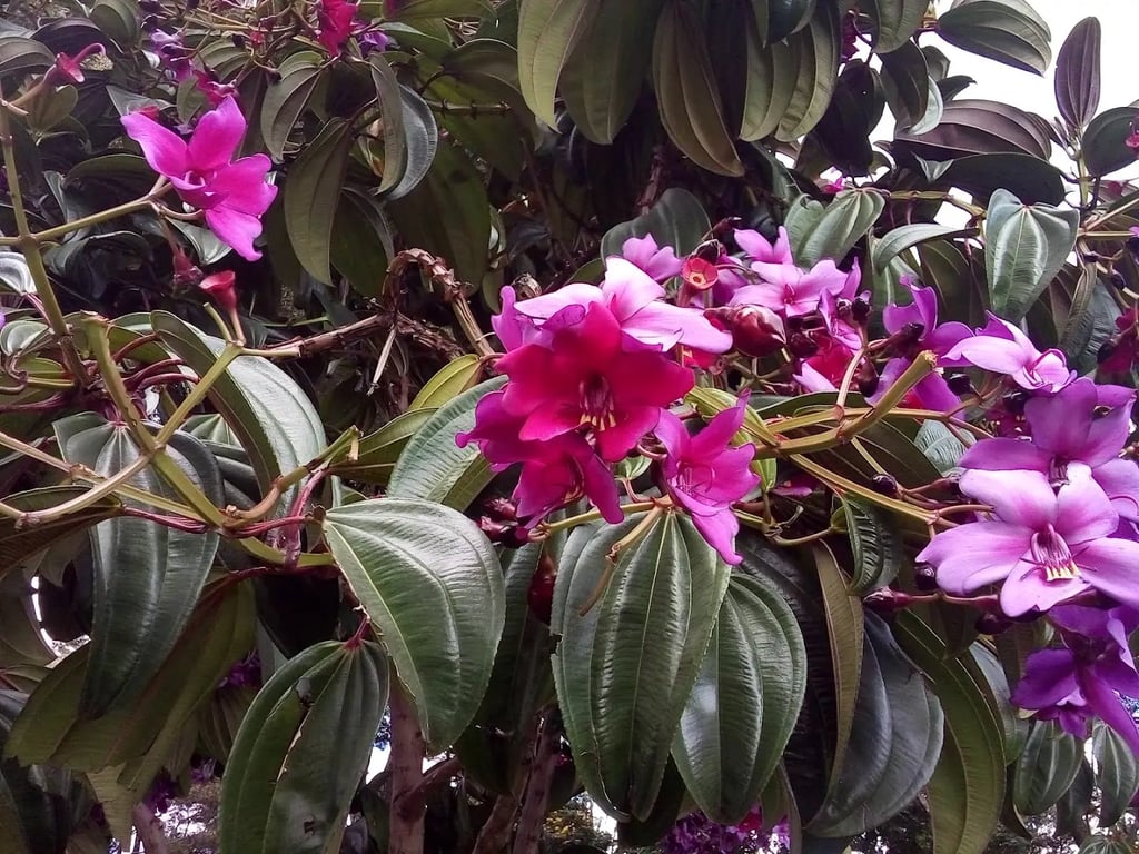 Parque Simón Bolívar