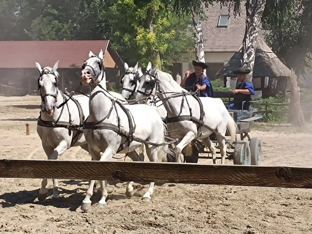 Új Tanyacsárda (Tanyacsárda Kft.)