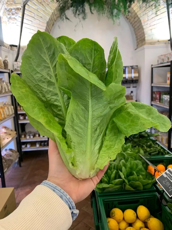 Mandragora