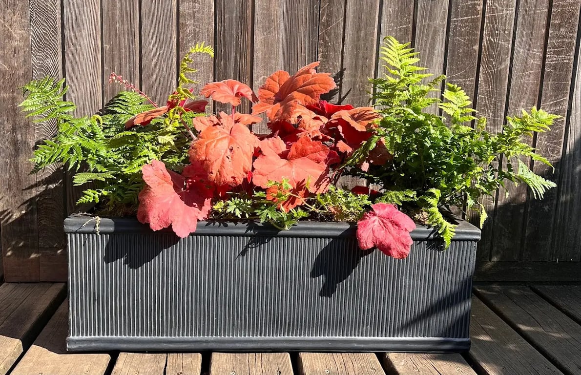 Urban Bloom