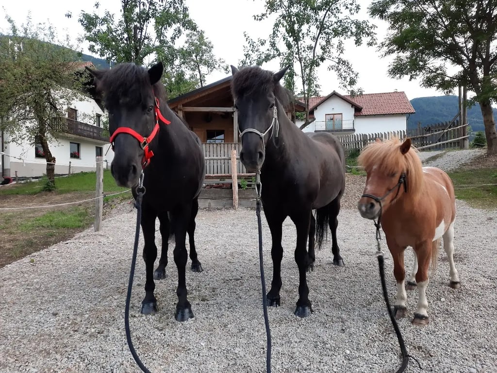 Ranč Sluga, Lucija Poličnik - Nosilka dopolnilne dejavnosti na kmetiji