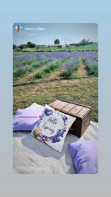Lavender Fields