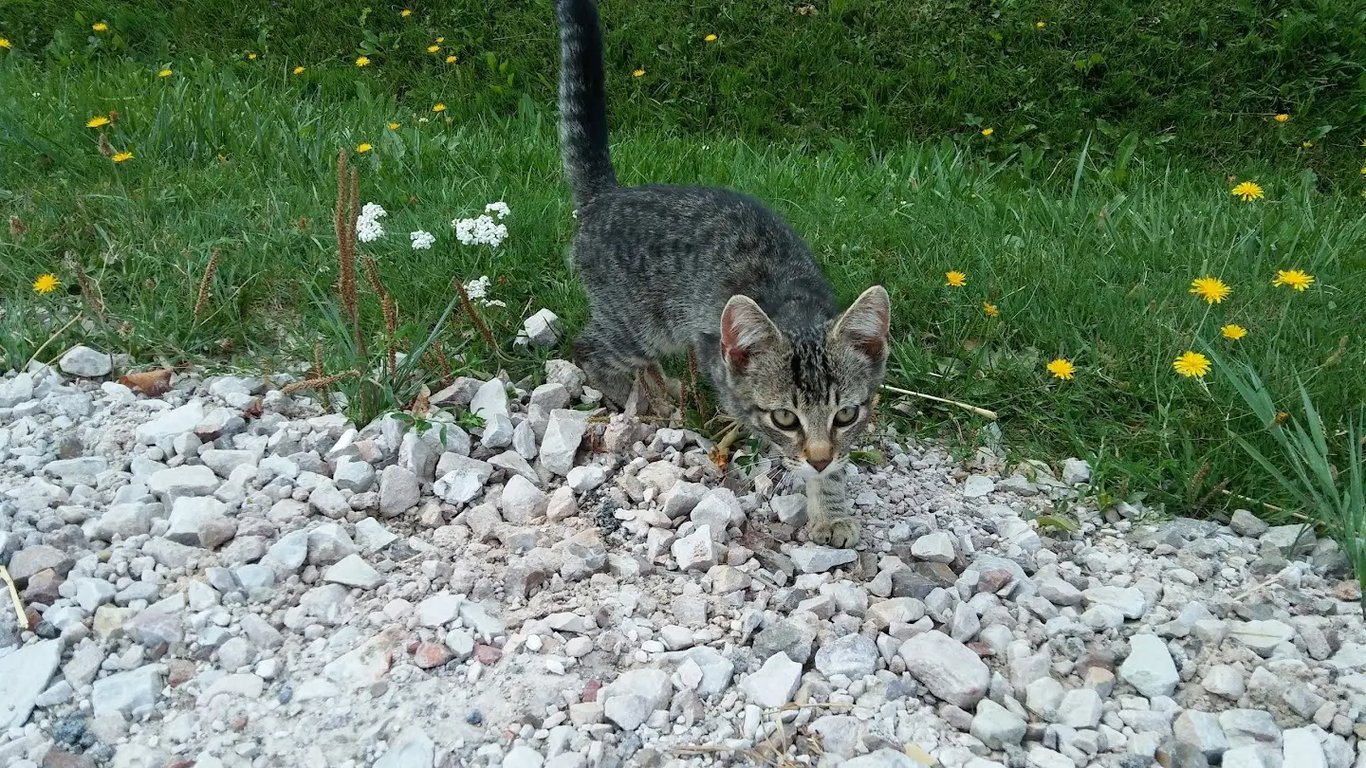 Boisko/Lodowisko W zależności od Pory Roku