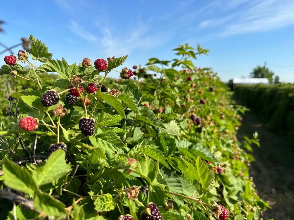Boysenberry
