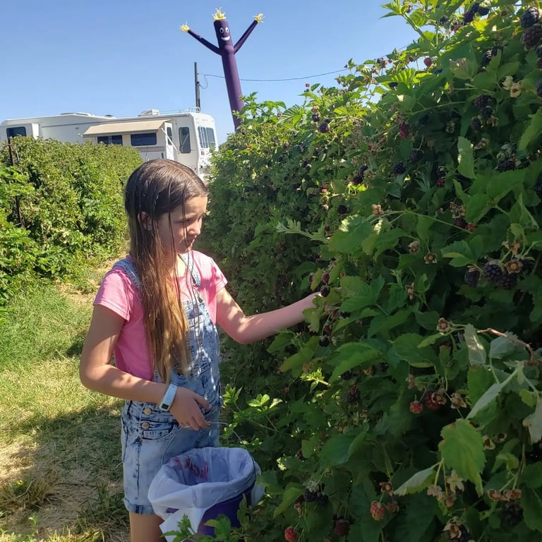 Boysenberry