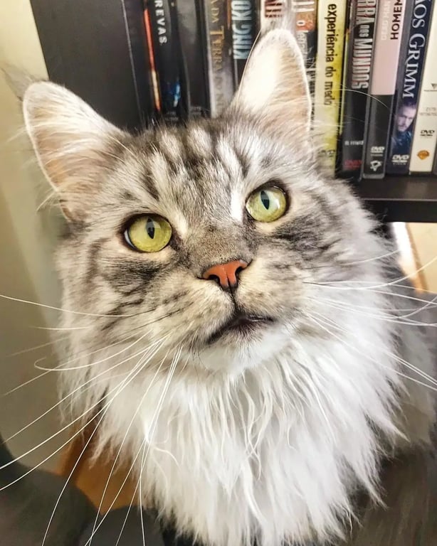 The Grinning Cat