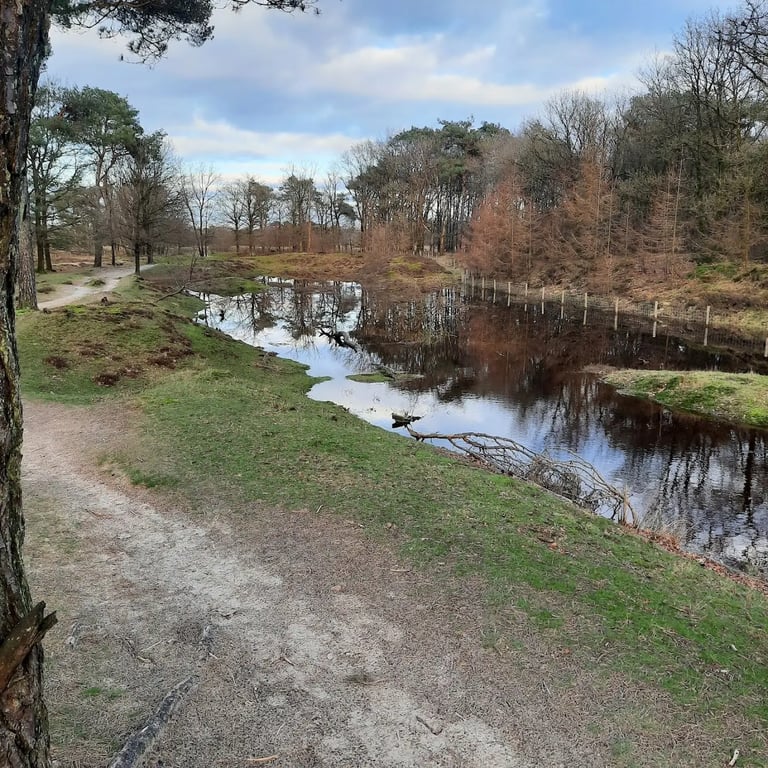 Nieuw Allardsoog